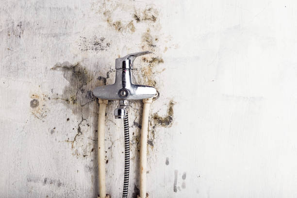 Best Home Mold Removal  in Silverton, OH