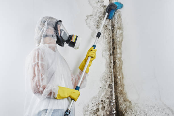 Best Certified Mold Removal  in Silverton, OH