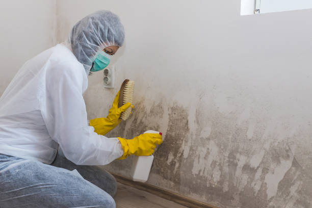 Certified Mold Removal in Silverton, OH