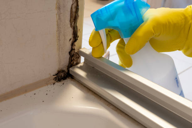 Best Residential Mold Removal  in Silverton, OH