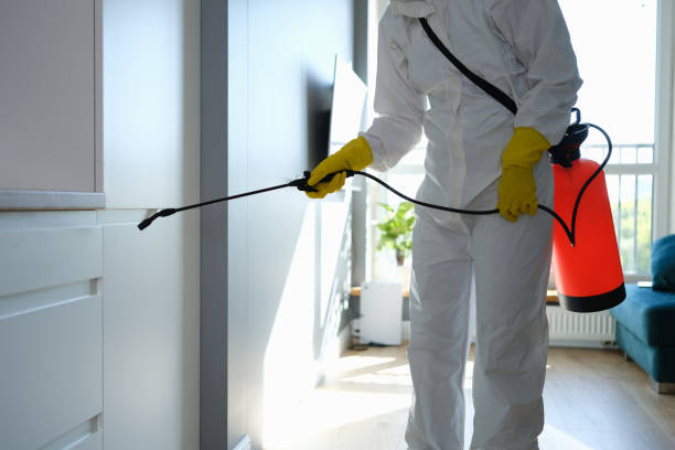 Best Affordable Mold Removal  in Silverton, OH