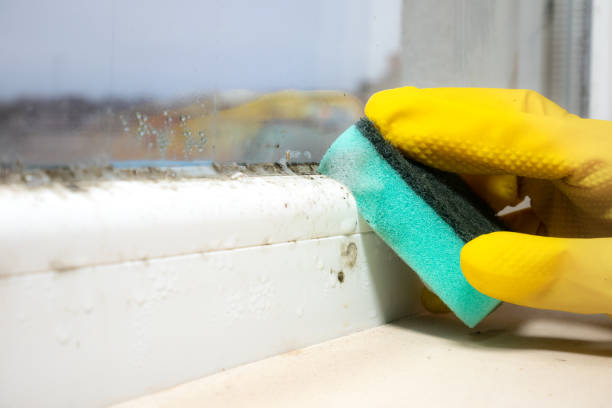Best Local Mold Removal Service  in Silverton, OH
